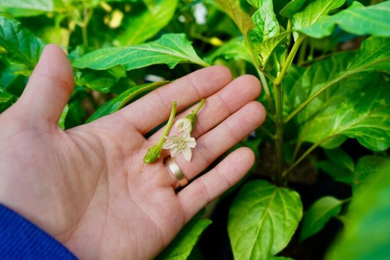 If your potted peppers keep dropping blossoms while the plants look lush, one container feeding habit is usually behind it