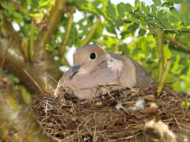 Why California Mourning Doves Return to the Exact Same Branch Every Year, and What It Says About Your Yard