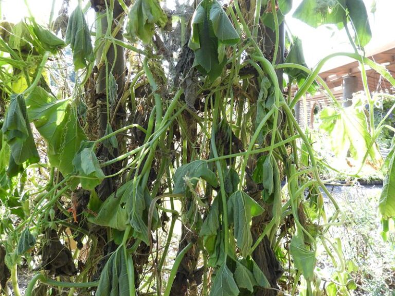 If your summer squash vines suddenly wilt and collapse in this heat while the soil stays moist, one hidden stem pest is usually behind it
