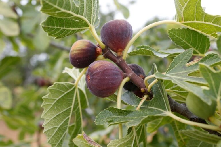 The Fruit Trees That Actually Survive a Brutal South Texas Summer Instead of Cooking in the Heat