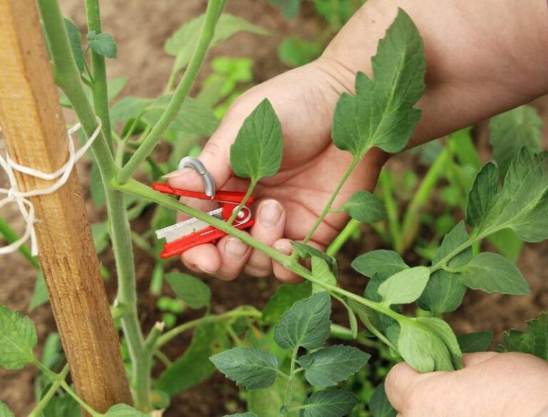 Your Tomatoes Are Growing Tall but Fruiting Slow – Here’s the Topping Cut That Redirects Them