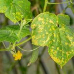 If Your Cucumbers Turn Yellow and Mushy on the Vine in Midsummer Heat, One Watering Habit Is Usually to Blame