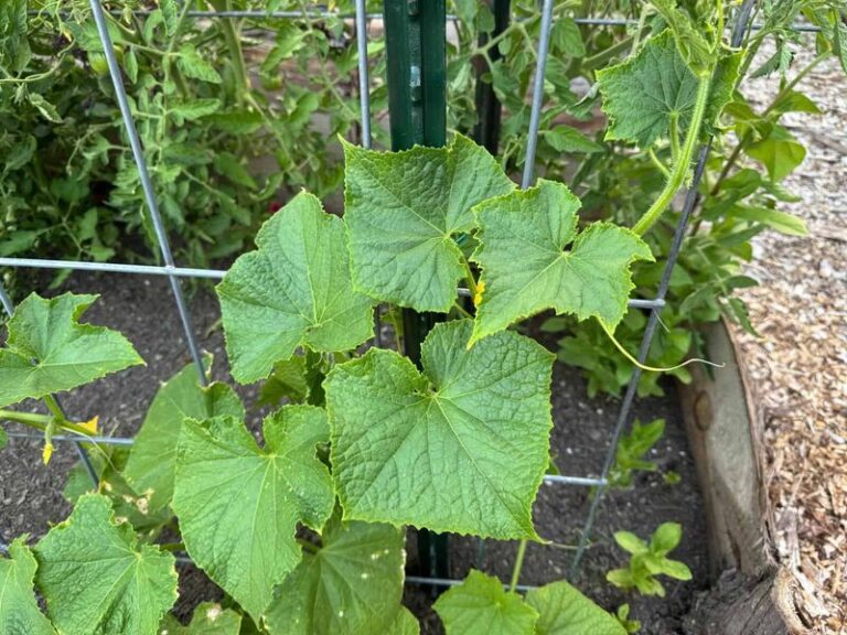 If Your Cucumber Plants Look Lush but Never Fill Out Their Fruit, One Feeding Swing Is Usually to Blame