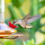 Your Yard Is Quietly Pushing Hummingbirds Away — Here Are the Surprising Reasons Why