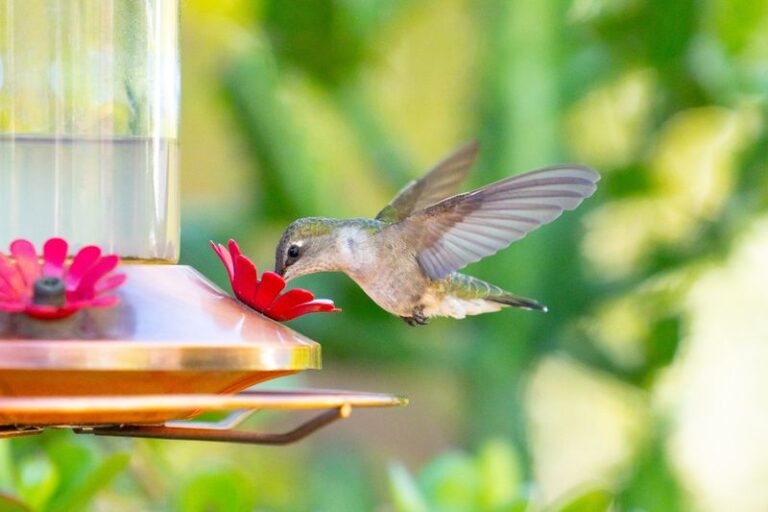 Your Yard Is Quietly Pushing Hummingbirds Away — Here Are the Surprising Reasons Why