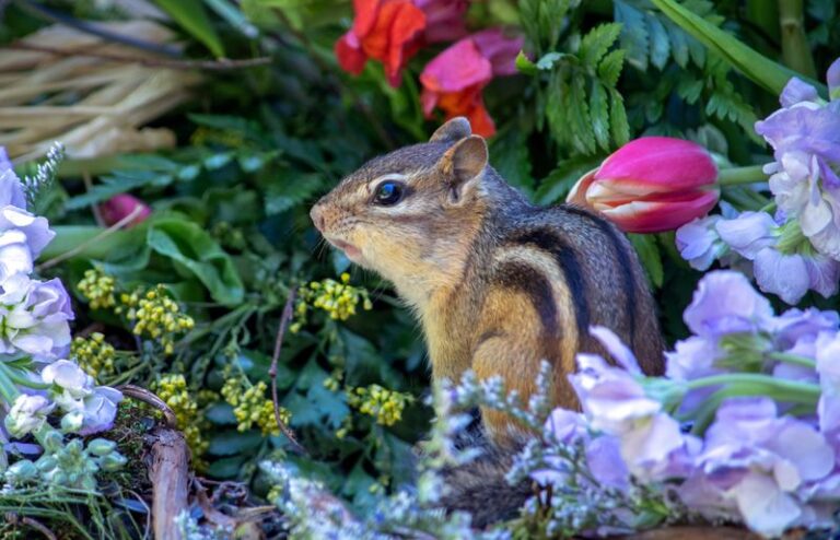How to Chase Chipmunks Out of Your Garden Beds Without Actually Harming Them