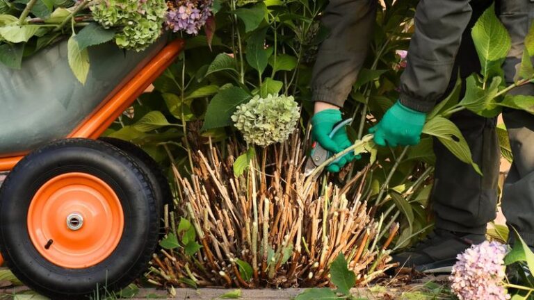 Your Hydrangeas Aren’t Failing You – These 15 Small Habits Are Quietly Cutting Their Blooms