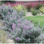 The Fragrant Texas Plant That Shrugs Off Triple-Digit Heat and Perfumes Your Patio Till October