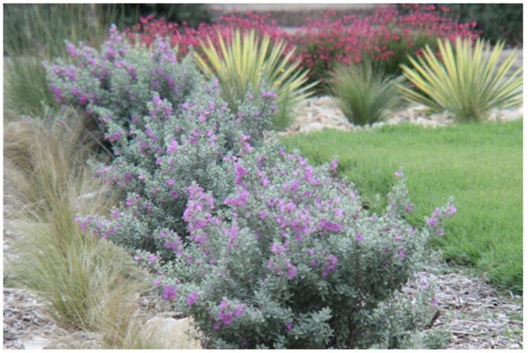 The Fragrant Texas Plant That Shrugs Off Triple-Digit Heat and Perfumes Your Patio Till October