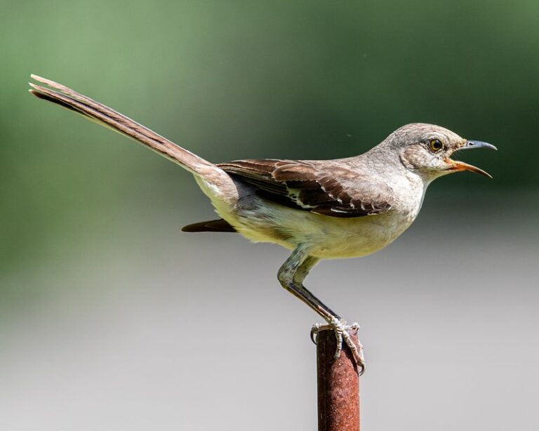 What It Really Means When a Mockingbird Sings From the Same Spot in Your Florida Yard Every Morning