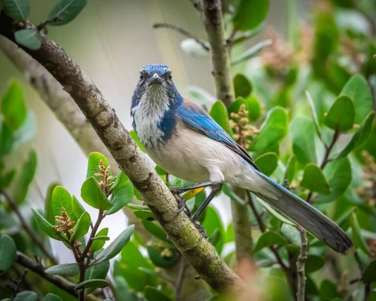 How to support the California scrub-jay that quietly clears the caterpillars and grubs out of your garden