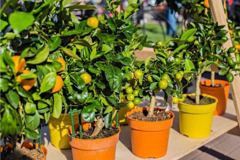 The Dwarf Fruit Trees California Gardeners Are Quietly Growing in Pots on Tiny Patios