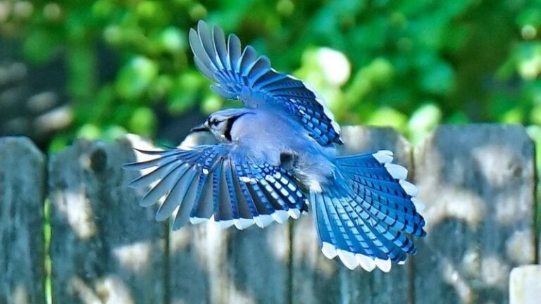 What It Really Means When Blue Jays Keep Turning Up in Your Texas Yard All Summer