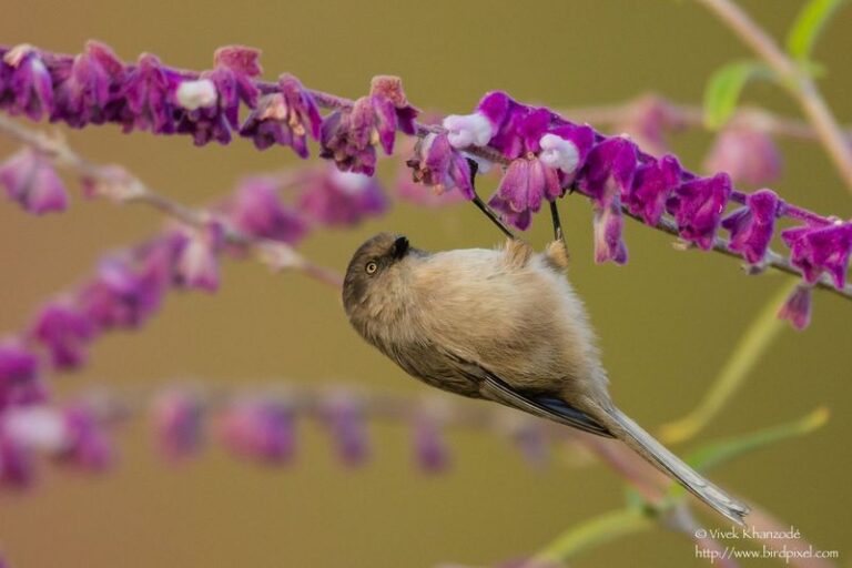 What It Really Means When Bushtits Swarm Your California Yard, and Why They’re Quietly Stripping the Aphids Off Your Roses