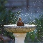 How to Set Up Your California Yard to Help Backyard Birds Cope With the Next Brutal Heat Wave