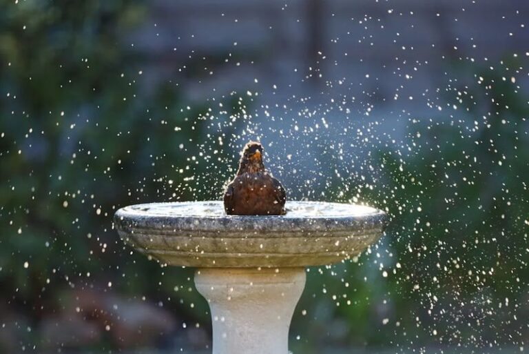 How to Set Up Your California Yard to Help Backyard Birds Cope With the Next Brutal Heat Wave
