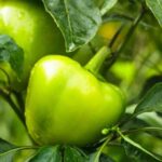 If Your Peppers Stay Green and Never Ripen in the Heat, the Trouble Starts Before the Fruit Even Colors