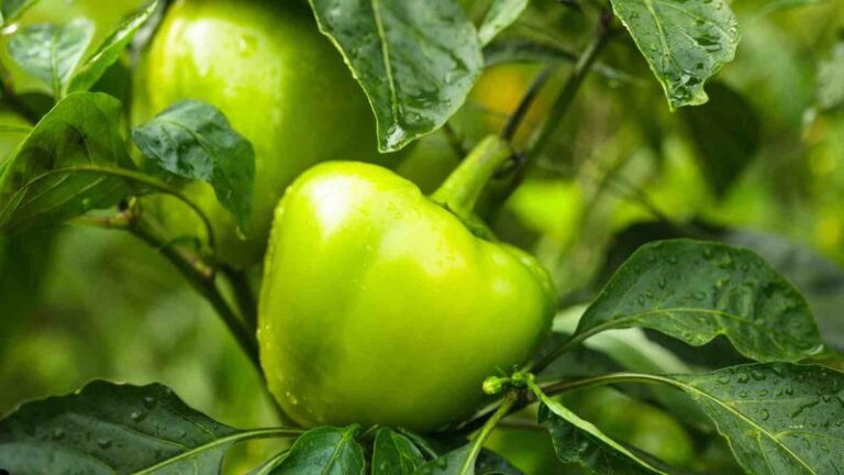 If Your Peppers Stay Green and Never Ripen in the Heat, the Trouble Starts Before the Fruit Even Colors
