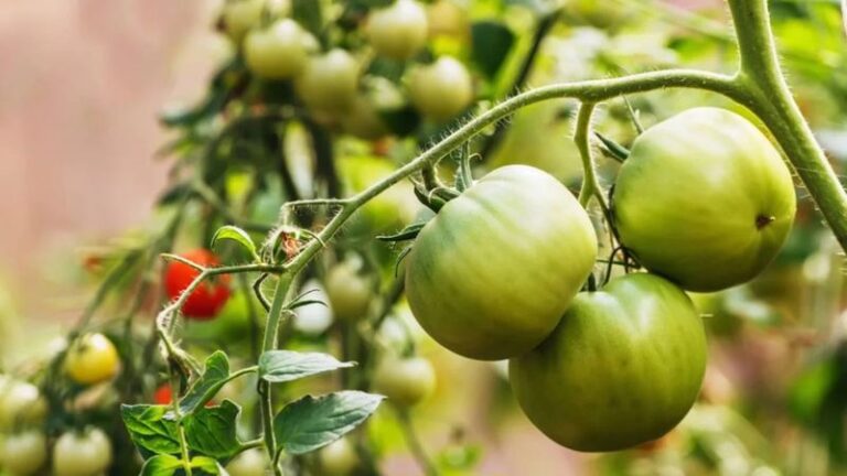 If your tomatoes keep hanging green and won’t turn red in this heat, the trouble usually starts with how you’re feeding them