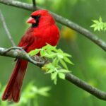 The Meaning Behind Seeing a Cardinal Land in Your North Carolina Yard