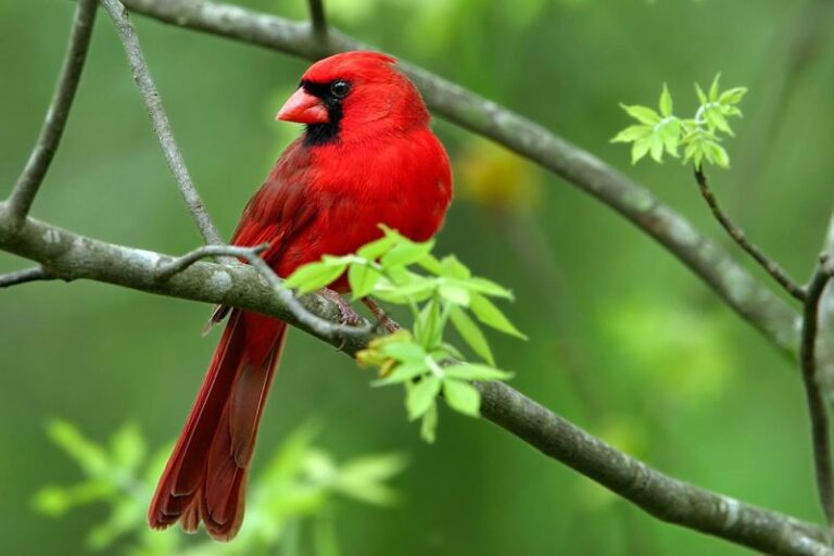 The Meaning Behind Seeing a Cardinal Land in Your North Carolina Yard