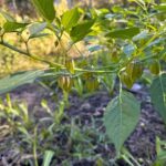 The Florida Native Edibles That Grow Real Food in Containers and Look Good on Any Porch