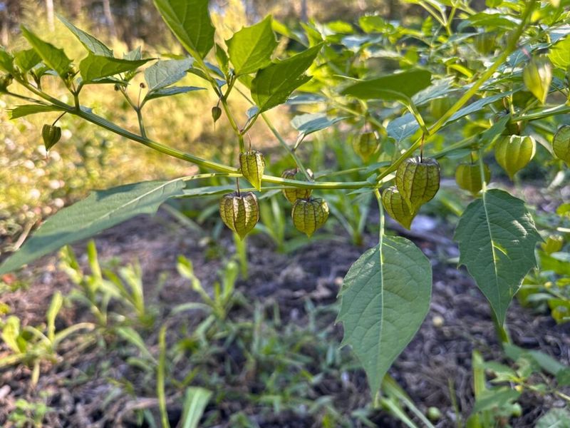 The Florida Native Edibles That Grow Real Food in Containers and Look Good on Any Porch