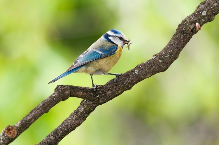 The 9 Backyard Birds That Pick Off Your Garden Pests and Make Your Yard Their Favorite Spot
