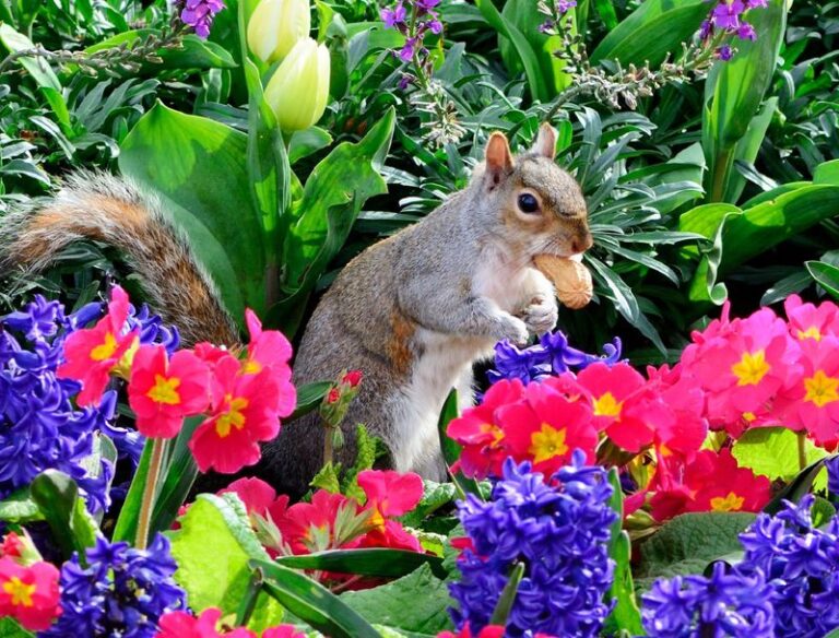 20 Scents Squirrels and Chipmunks Can’t Stand — Plant These Where They Keep Raiding