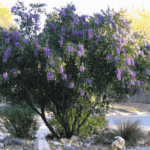 This Toxic Texas Shrub Hides in Ordinary Yards and Gets Less Attention Than a Copperhead