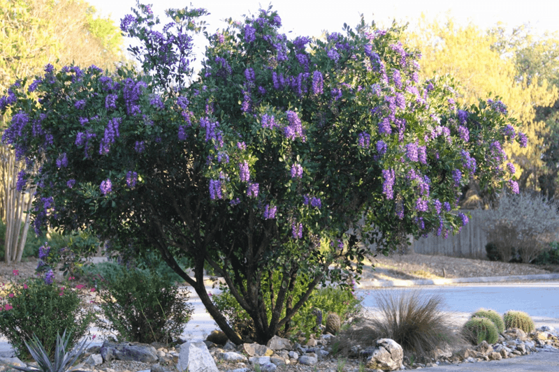 This Toxic Texas Shrub Hides in Ordinary Yards and Gets Less Attention Than a Copperhead