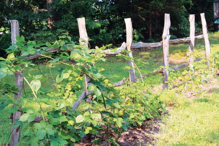 The Edible Florida Plants UF/IFAS Says Turn a Bare Back Fence Into Food You Can Pick