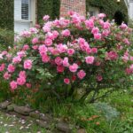 These Are the Only Roses Tough Enough to Actually Thrive Through a Texas Summer