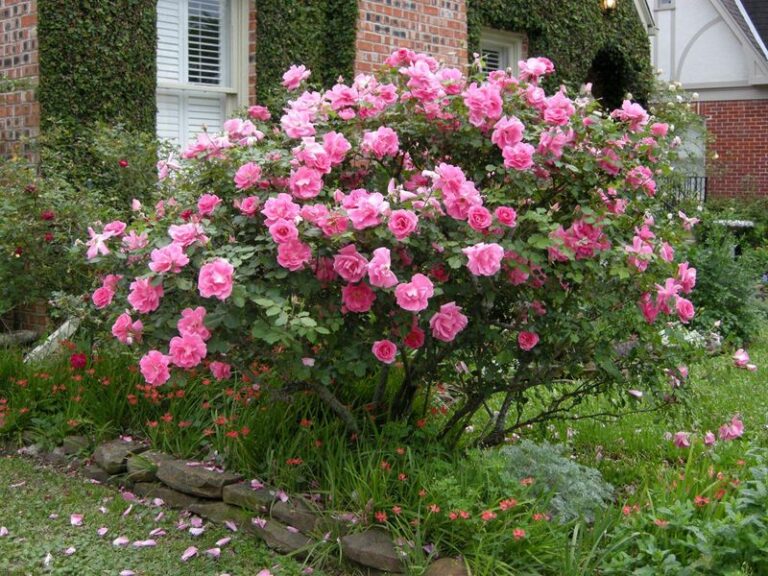 These Are the Only Roses Tough Enough to Actually Thrive Through a Texas Summer