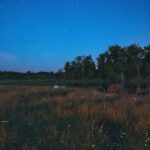 Texas Yard Habits That May Quietly Bring Lightning Bugs Back on Summer Nights