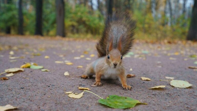 The 20 Smells Squirrels and Chipmunks Can’t Stand – Put These Where They Keep Digging