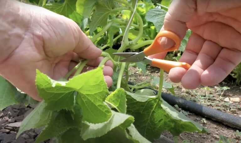 If Your Cucumber Vines Sprawl Everywhere but the Fruit Stalls, One Pruning Cut Redirects Them