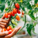 17 Tomato Feeding Tricks for July That Restart Slow, Stalled Plants