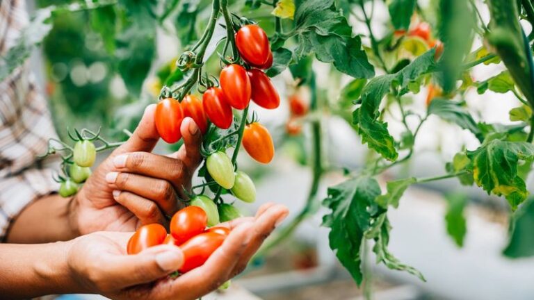 17 Tomato Feeding Tricks for July That Restart Slow, Stalled Plants