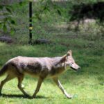 If a Coyote Turns Up in Your Yard, Here Are 15 Things to Do Right Away