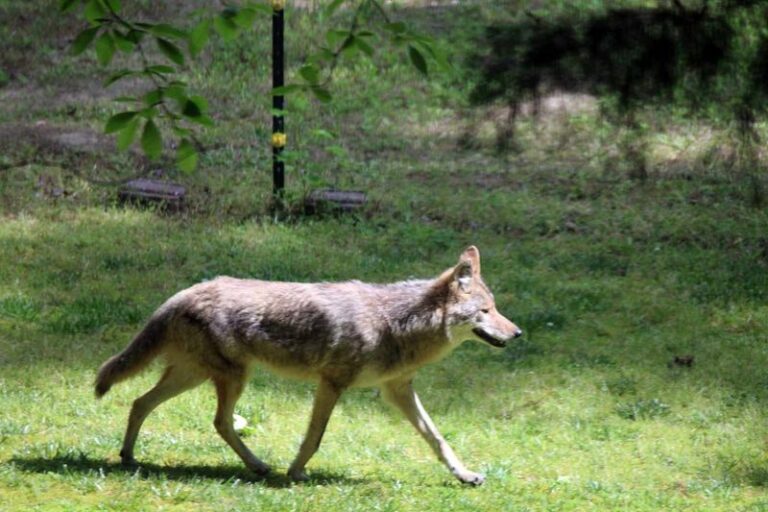 If a Coyote Turns Up in Your Yard, Here Are 15 Things to Do Right Away