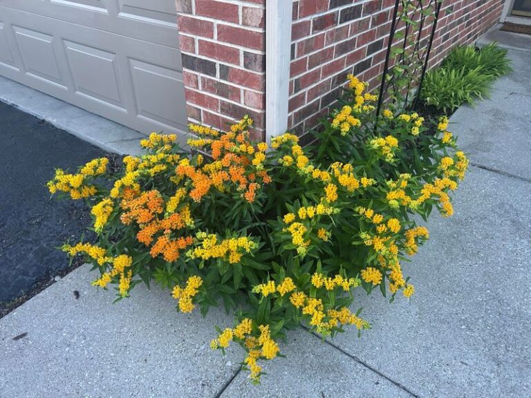 Plant Butterfly Weed in This Narrow North Carolina Window or You Wait Another Whole Year
