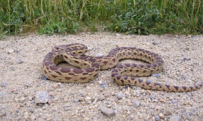 What It Really Means When a Gopher Snake Turns Up in Your California Yard, and Why It’s Quietly Thinning the Gophers Wrecking Your Roots