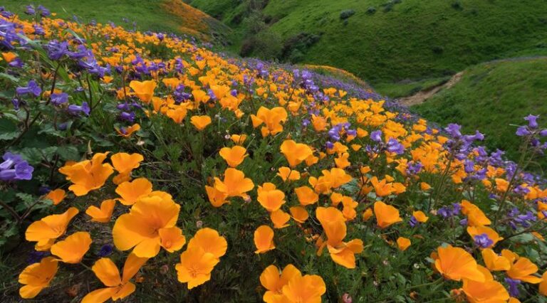 The Best California Native Plants for Pulling Quail Into Your Yard and Keeping Them Safe