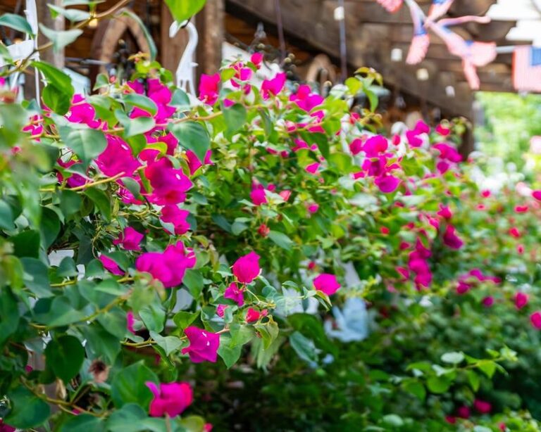 What to Do With Your Texas Bougainvillea Right Now for Blooms That Last Into September