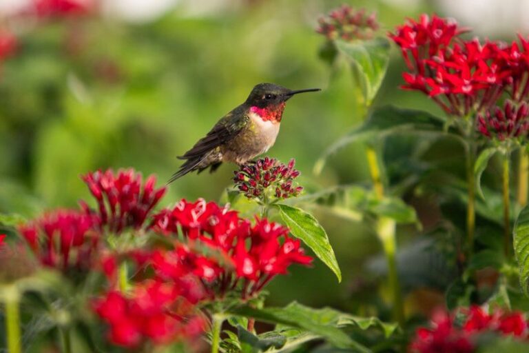 Why Ruby-Throated Hummingbirds May Skip Your Florida Yard – and the Habitat Changes That Can Make It Worth a Stop