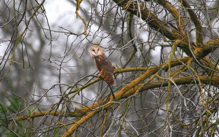 The Texas Plants That Bring Barn Owls In Until the Rats Give Up on Your Yard