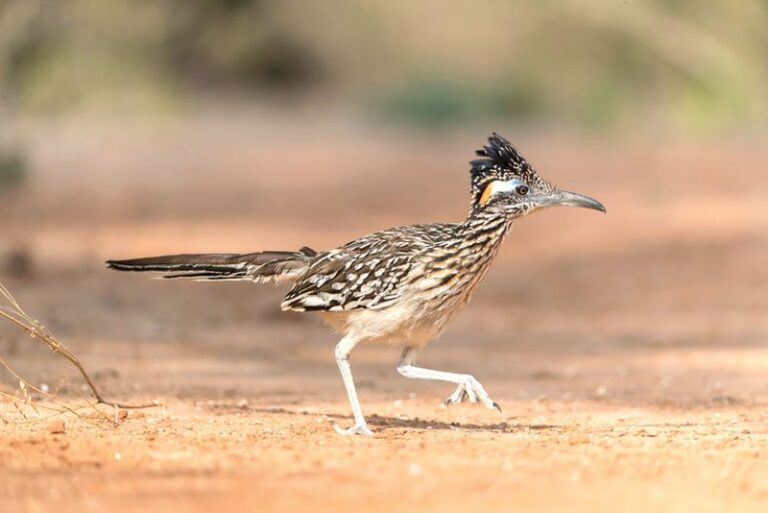 8 Garden Pests a Texas Roadrunner Hunts Down for You Every Single Day