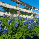 Plant These Blue Perennials in Your Texas Garden Once and They Come Back Every Single Year