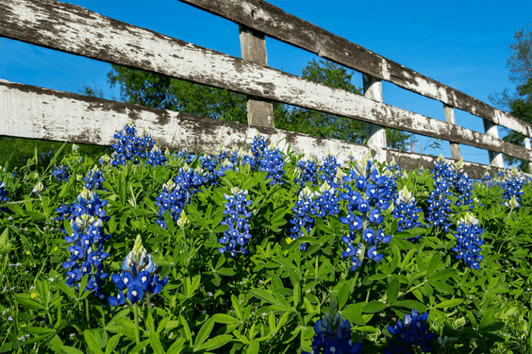 Plant These Blue Perennials in Your Texas Garden Once and They Come Back Every Single Year